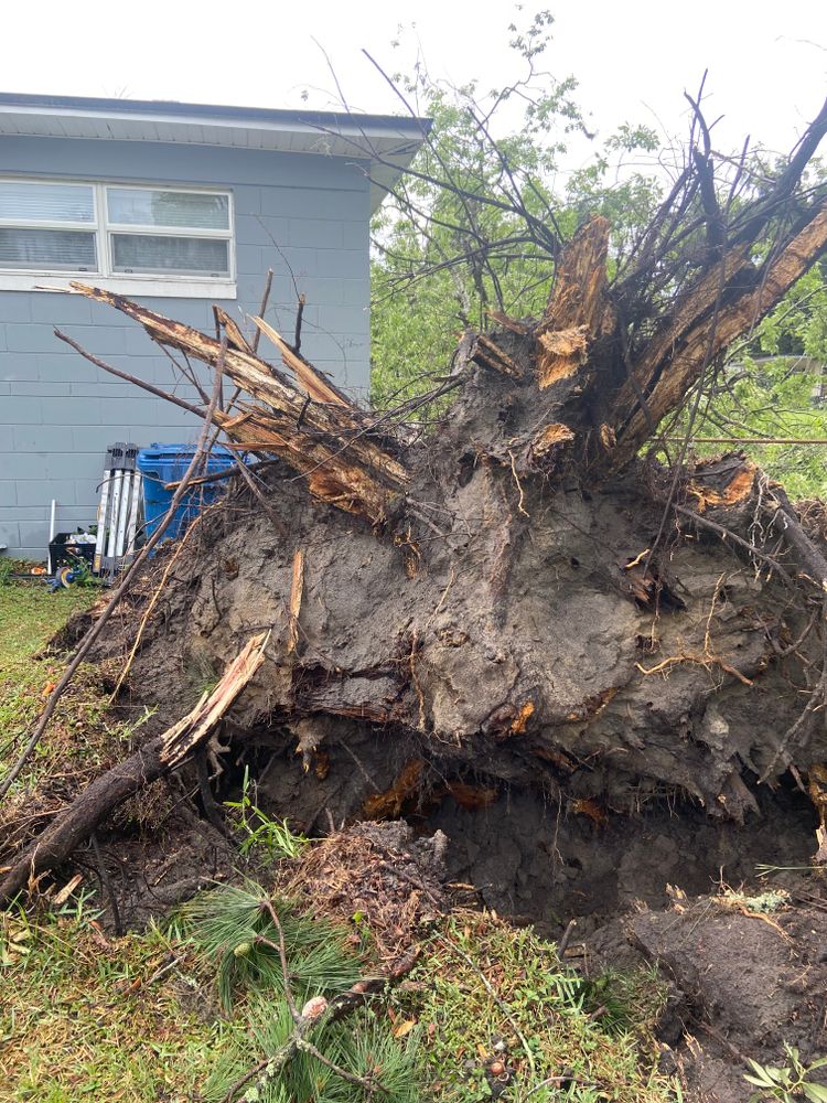 Tree Removal for Top Notch Tree Experts in Orange Park, FL