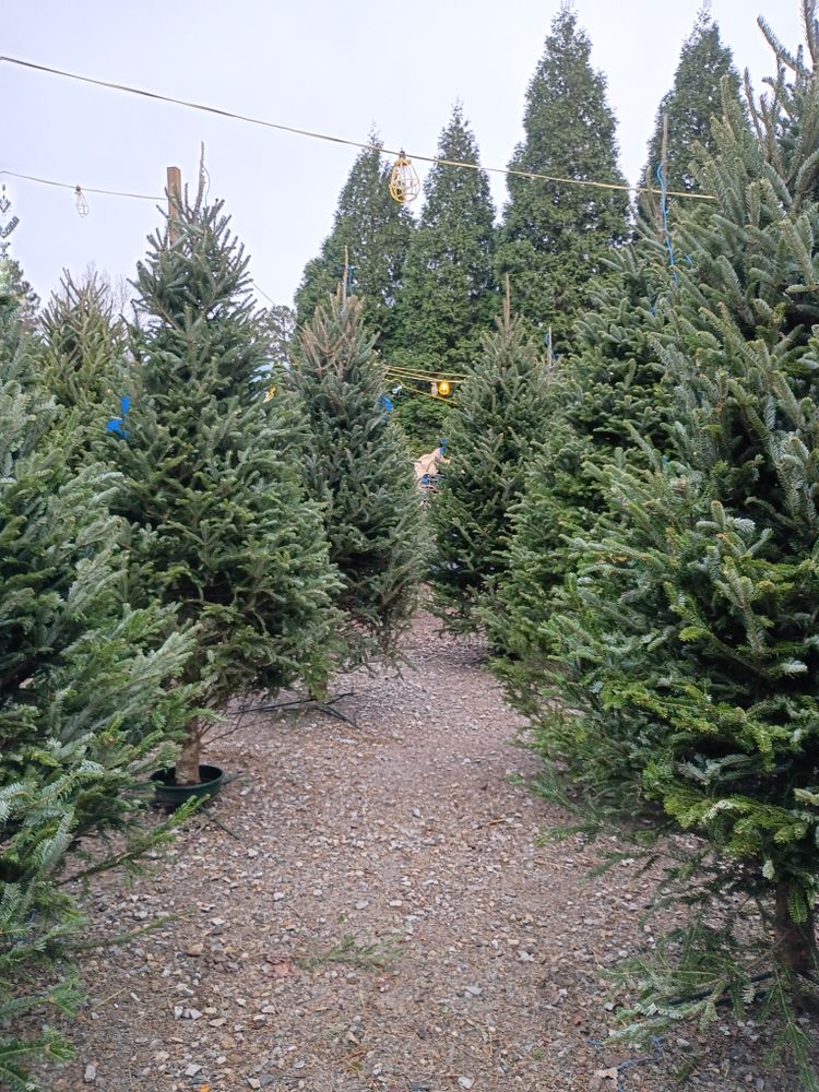 All Photos for BAM Another Pinestraw Lot in Flowery Branch, GA