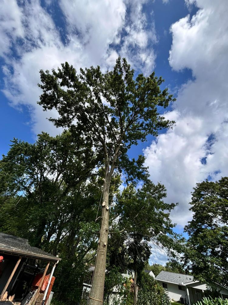 Shrub Trimming for JJ Tree Service in Gibsonia, PA