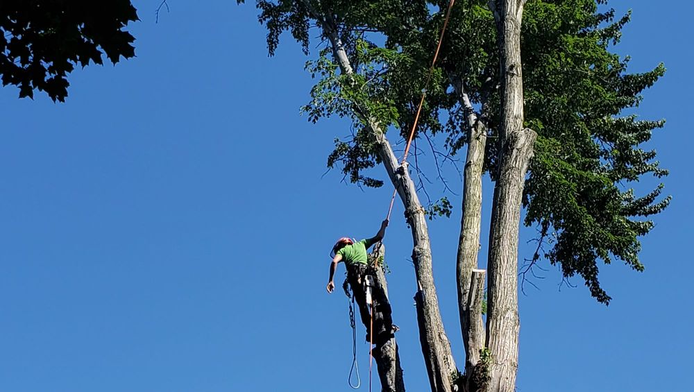 Our skilled tree trimming service offers homeowners expert care in maintaining the health, aesthetics, and safety of their trees, ensuring a beautifully maintained landscape. for Anstaetts Tree Service in Batavia, OH