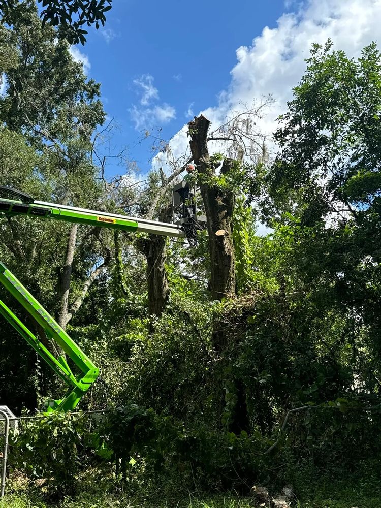 All Photos for Elevation Tree Service in Holiday, FL