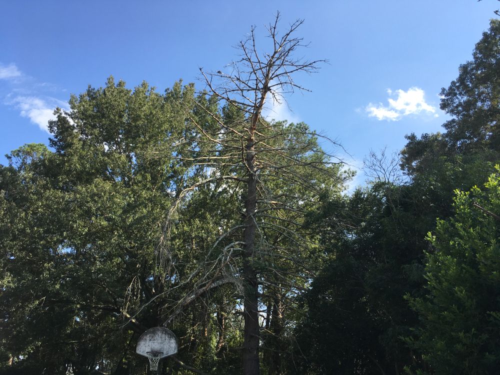 All Photos for Tucker's Tree Service and Stump Grinding in Lugoff, SC