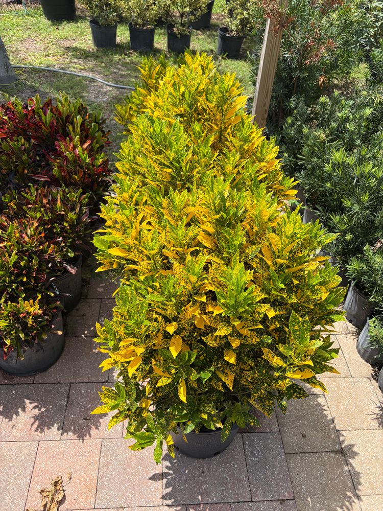 All Photos for Vanic's Landscaping in Port Orange, FL