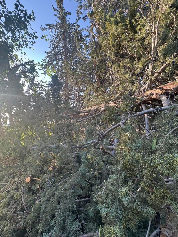 Stump Removal for By Faith Landscaping in Sierra Vista, AZ