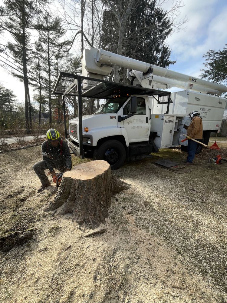 Stump Grinding for Robery's Tree Service in West Wareham, MA