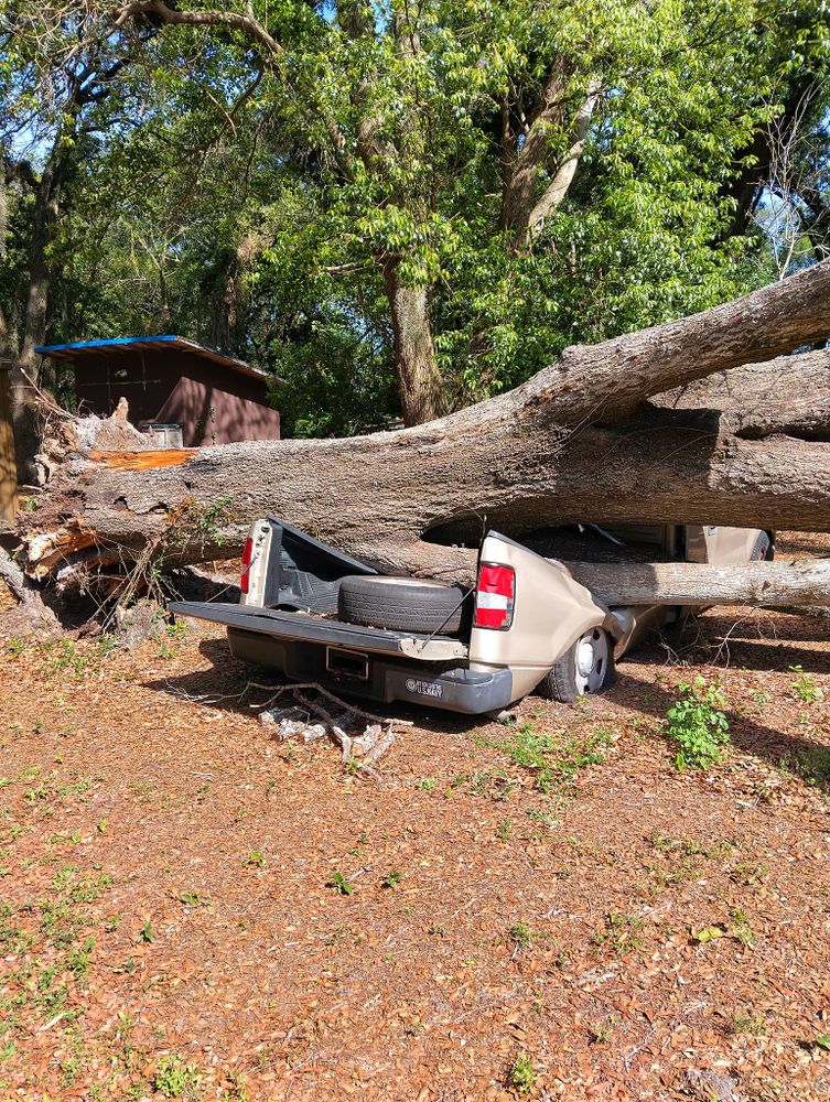 Tree Removal for Bills Tree Service in Valrico, FL