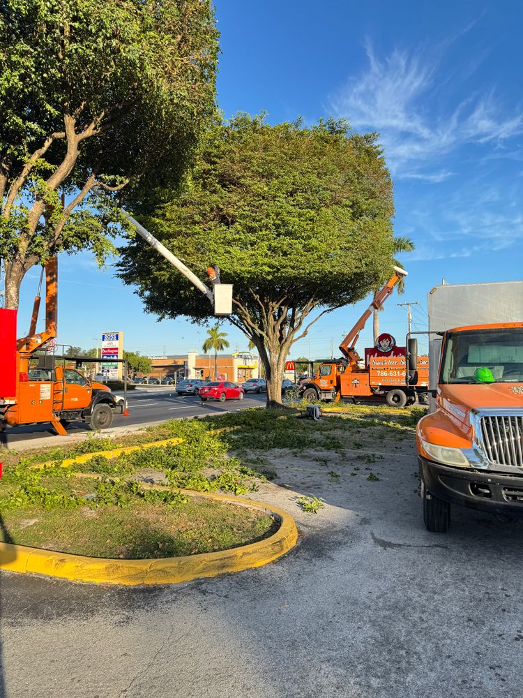 All Photos for Sam's Tree Service in Miami Beach,  FL