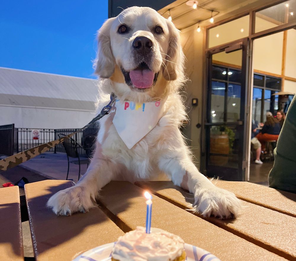 All Photos for Dumbo's Doggy Doors in City of Sammamish, WA