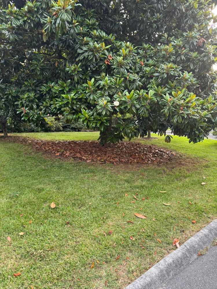 Enhance your landscape's health and beauty with our Tree & Shrub Care service, offering expert pruning, disease prevention, and nutrient management tailored to maintain vibrant growth for a thriving outdoor environment. for Legends Lawn Care in Johnson City, TN