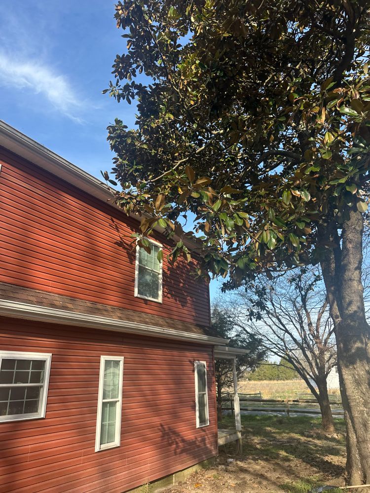 All Photos for Loockerman's Tree and Stump Removal in Dover, DE