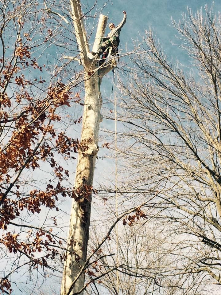 Tree Removal for Merriman's Tree Service in Nineveh,  IN