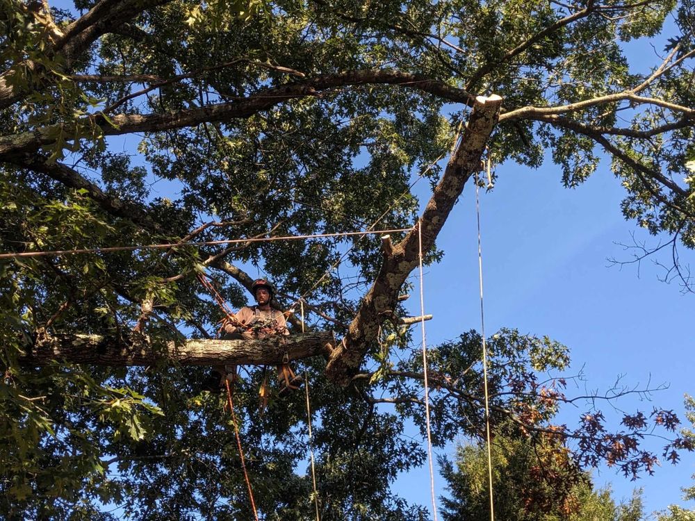 All Photos for Leaf and Limb in Townsend, MA
