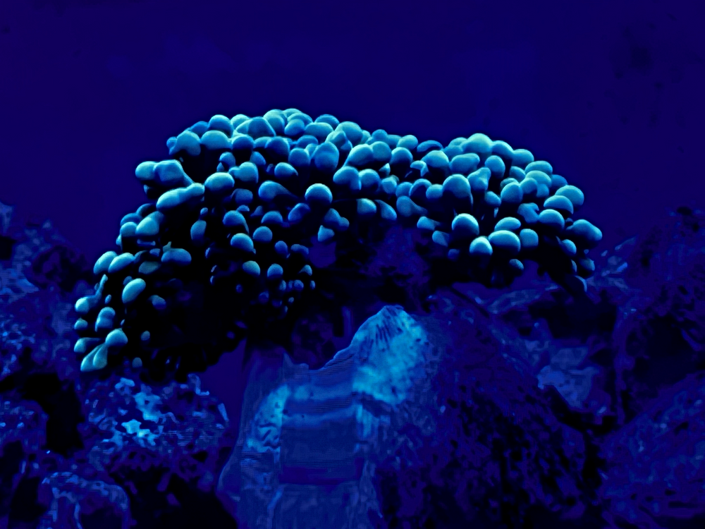 REEF AQUARIUMS / CORALS for Aquariums by Sharyn in The State of Florida, FL
