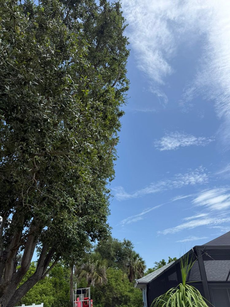 All Photos for MX Trees in Englewood, FL