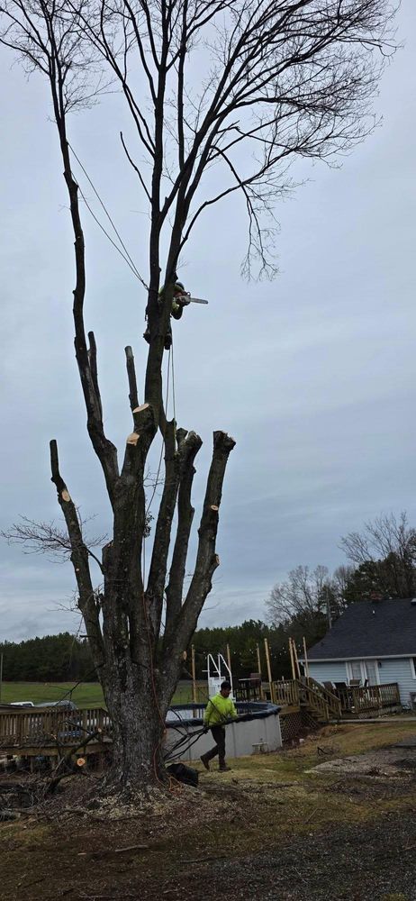 All Photos for Hamlett Tree Service LLC in Clover, VA