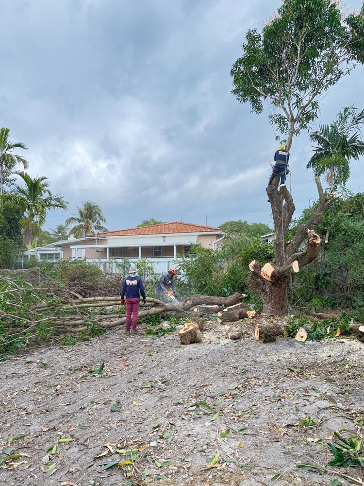 All Photos for Sam's Tree Service in Miami Beach,  FL