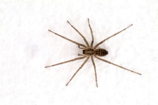 All Photos for Platinum Pest Control in Spring Hill, FL