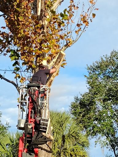 All Photos for Near Me Tree Service, Inc. in DeLand, FL