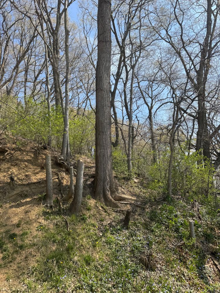 All Photos for Dittmer Tree Service in Davenport, IA