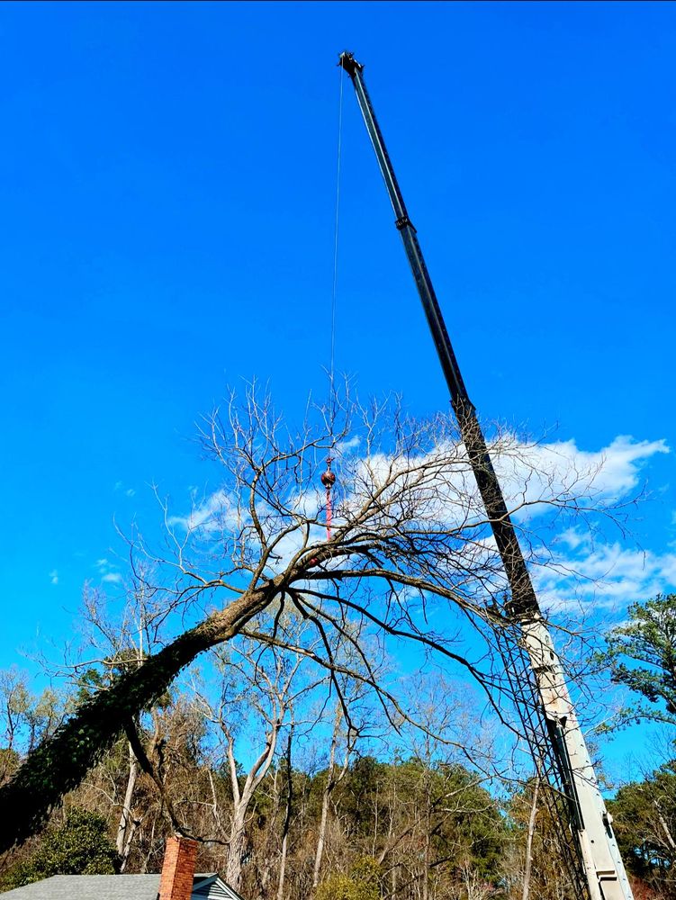 Our professional Tree Removal service safely and efficiently eliminates unwanted trees from your property, enhancing safety, aesthetics, and overall landscape health. Contact us today for a free consultation. for Advanced Tree Pros & Landscape in Raleigh, NC