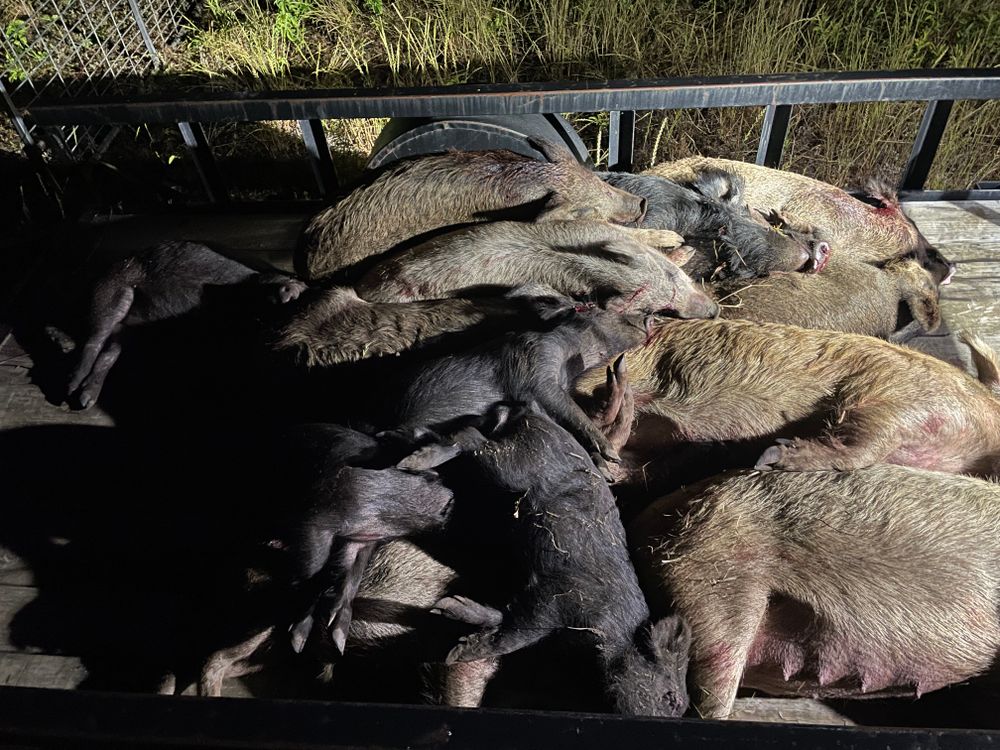 All Photos for Havoc Hog Control in Molino, FL