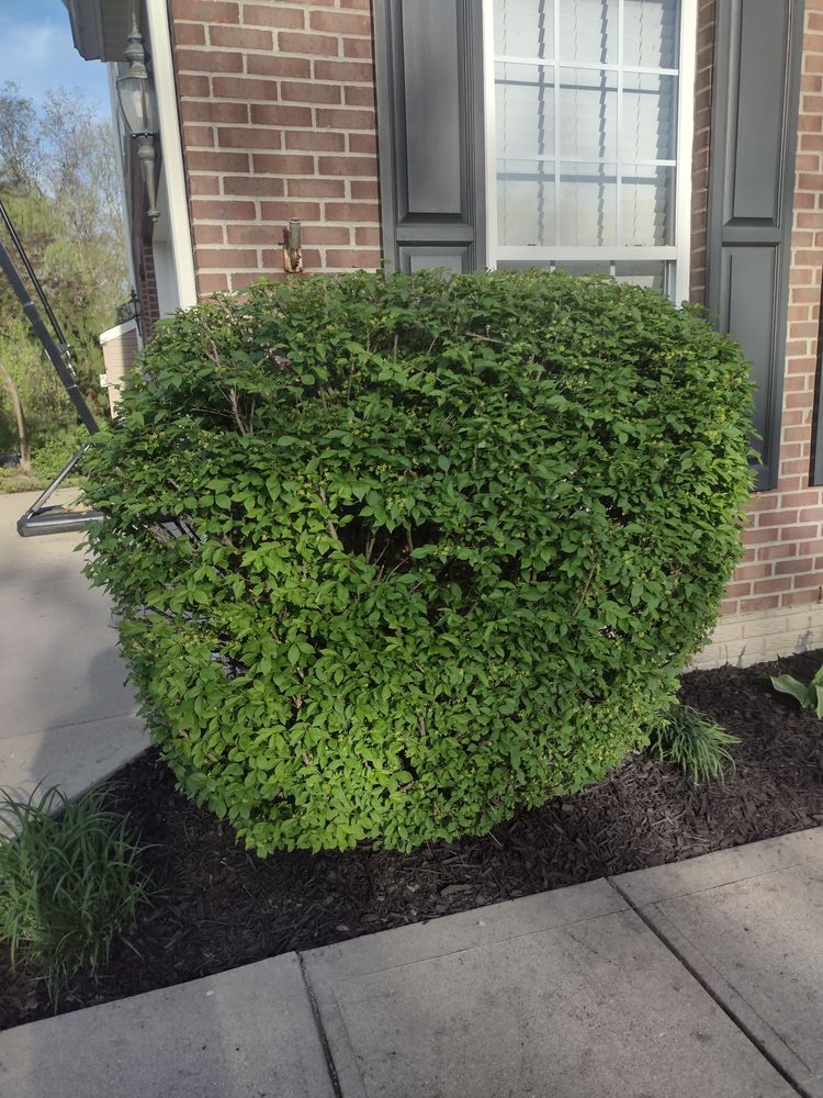 Our Landscape Maintenance services ensure your outdoor space is well-kept year-round. We provide pruning and hedge trimming, weeding, seasonal plant color rotation, and seasonal clean-ups to enhance the beauty and functionality of your property. for Green Shoes Lawn & Landscape in Cincinnati, OH