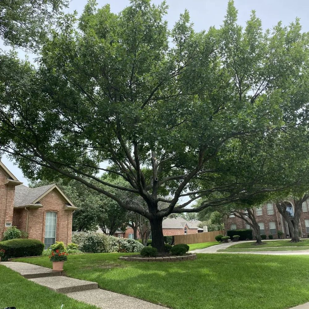 All Photos for Muniz Tree Service in North Richland Hills, TX