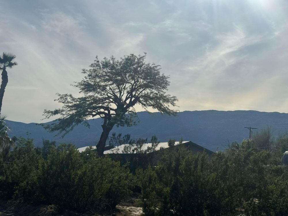 Property Clean Up for The Tree Fairy in Temecula, CA