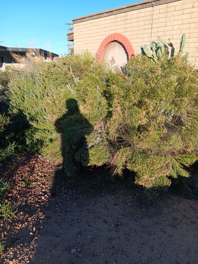 All Photos for Family Landscaping in Phoenix, AZ