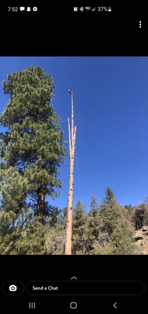 Our Tree Trimming service enhances your landscape's beauty, promotes healthy growth, and ensures safety around your property by expertly removing overgrown or hazardous branches with precision and care. for StockPro Tree Specialists in Show Low, AZ