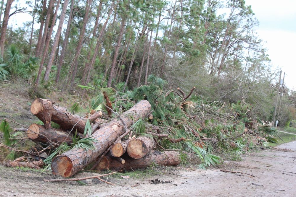 Tree Removal for American Tree Masters in Alvin, TX