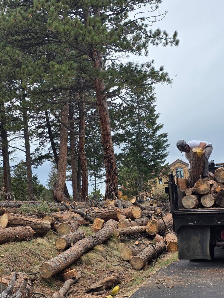 All Photos for Family Tree & Landscape in Aurora, CO