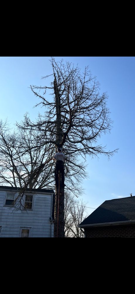 Tree Removal for Melnyk’s Tree Service in Salem County, NJ