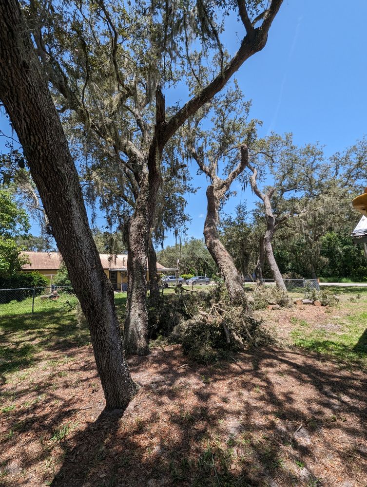 All Photos for Regal Tree Service and Stump Grinding in Wauchula, FL