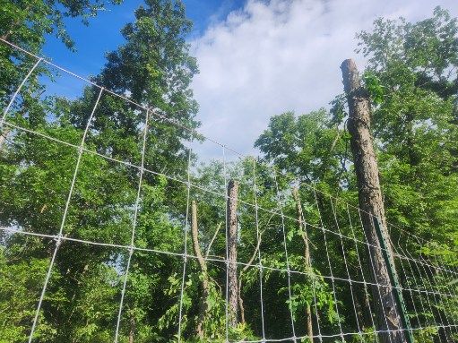 All Photos for Lawn Ranger Yard And Tree Service LLC in Ottumwa, IA