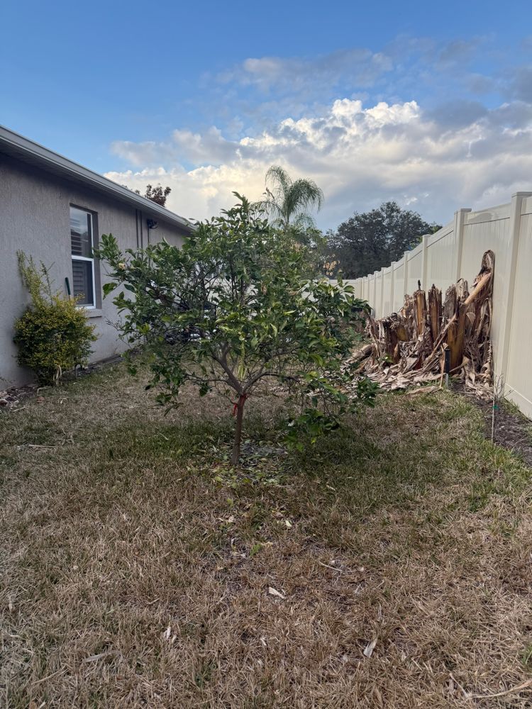 All Photos for Amerigrown Tree And Lawn in Apopka, FL