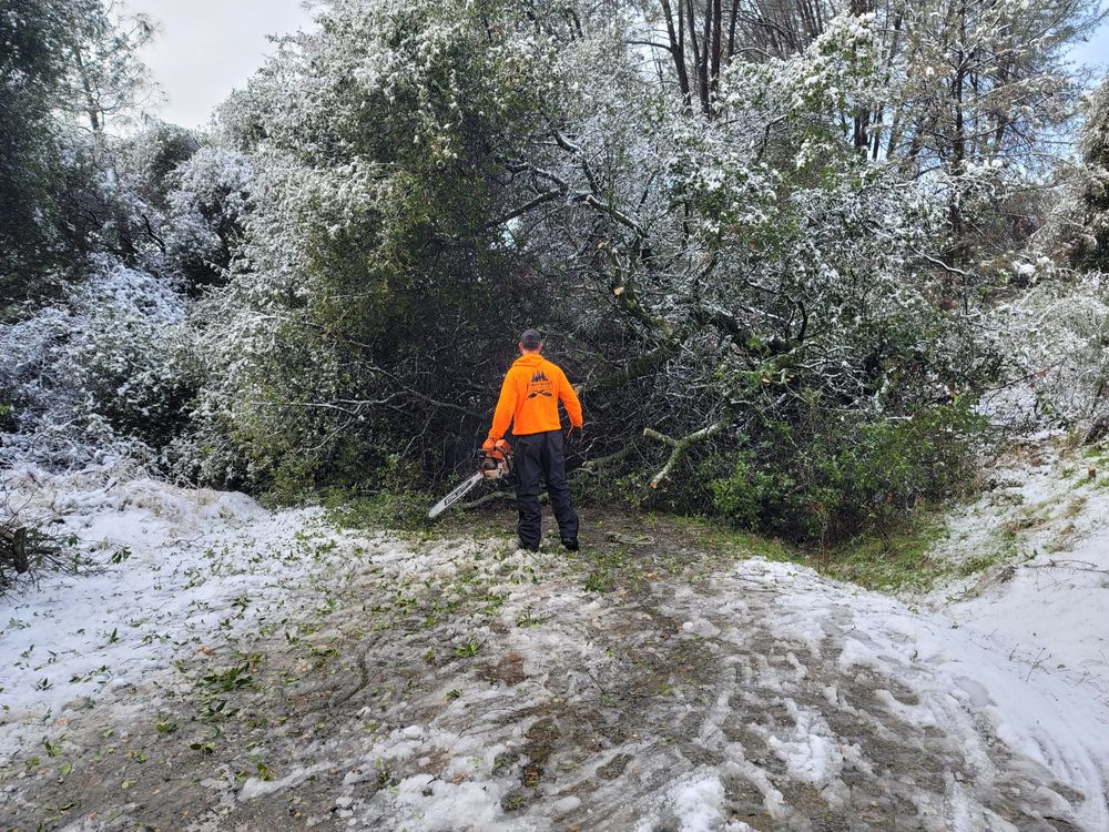 George Staddan's Professional Tree Care team in Placerville, CA - people or person