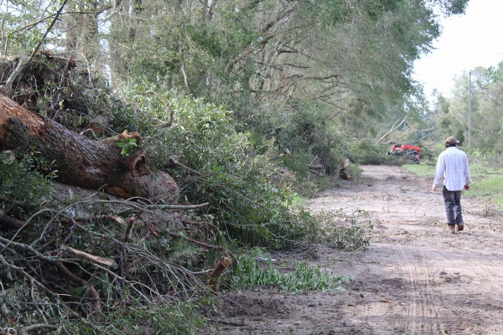 All Photos for American Tree Masters in Alvin, TX