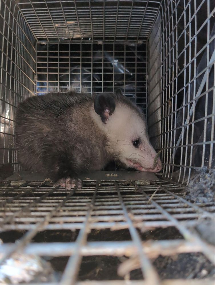 All Photos for Topper's Wildlife Removal in Garland, TX