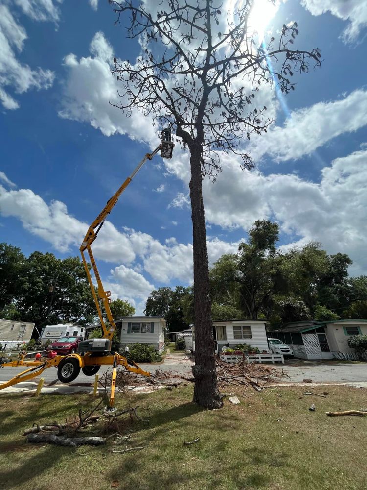 Tree Trimming and Removal for McGraw’s Lawn and Tree Service in DeLand, FL