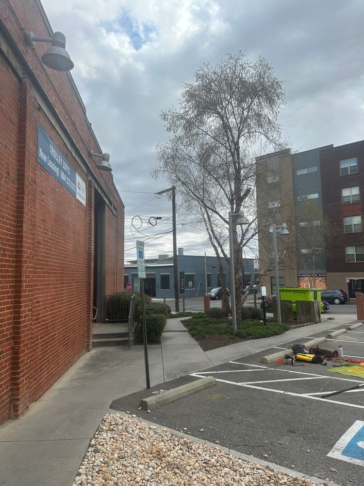 Tree Removal for Rawls Tree Care in Richmond, VA