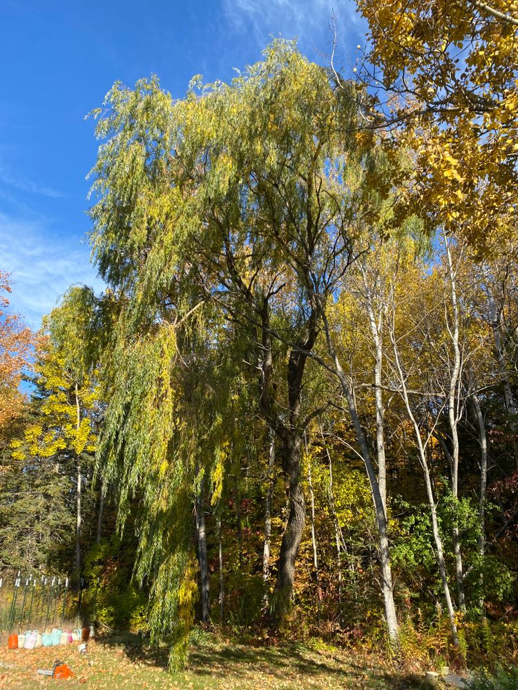 Tree Removal for Bear Creek Tree Service LLC in Rudyard, MI