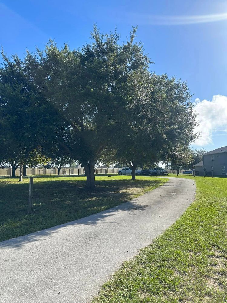 Tree Removal for A-1 Arbor Tech in Groveland, FL