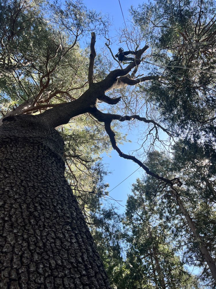All Photos for Poseidon Valley Tree Service Corp in San Bernardino, CA
