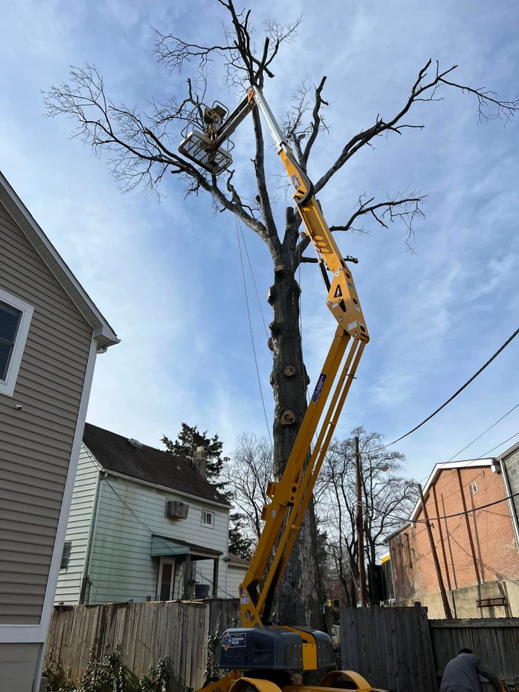 Tree Removal for Lux Arbor Tree Services in Harrisonburg, VA