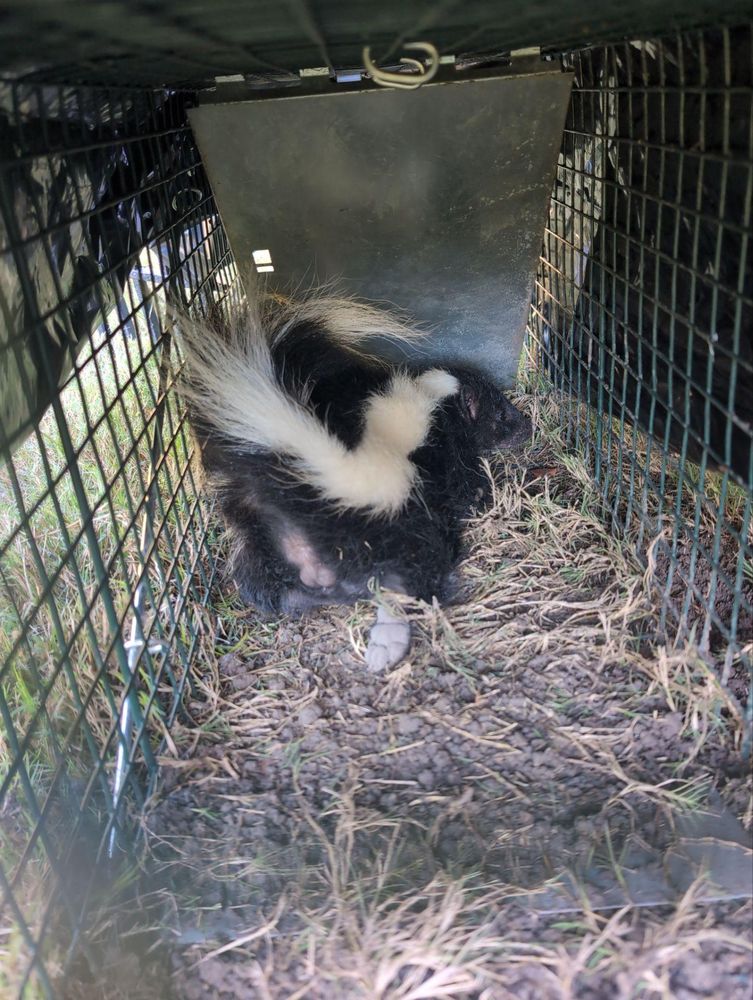 All Photos for Topper's Wildlife Removal in Garland, TX