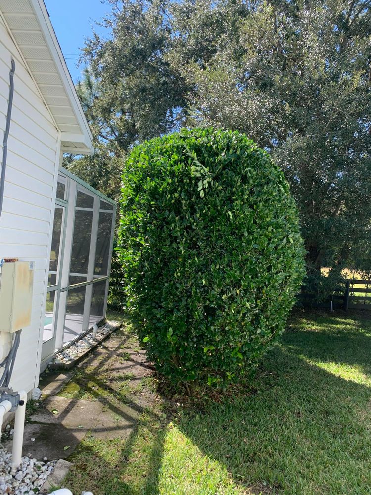 Our Hedges service offers professional trimming and shaping of hedges, ensuring a neat and aesthetically pleasing appearance to enhance the overall beauty of your outdoor space. for R.B. & Company in Bellview, FL