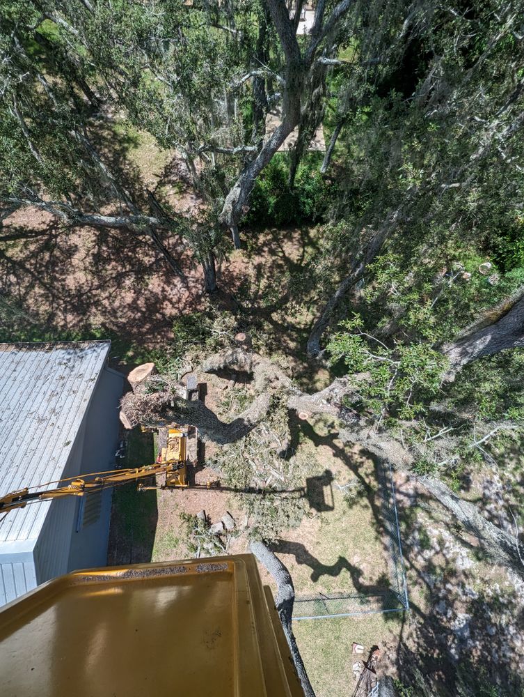 All Photos for Regal Tree Service and Stump Grinding in Wauchula, FL