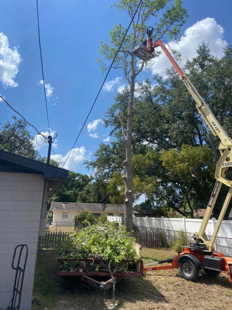 Fall and Spring Clean Up for Efficient and Reliable Tree Service in Lake Wales, FL