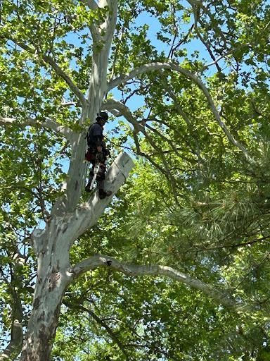 All Photos for Rawls Tree Care in Richmond, VA